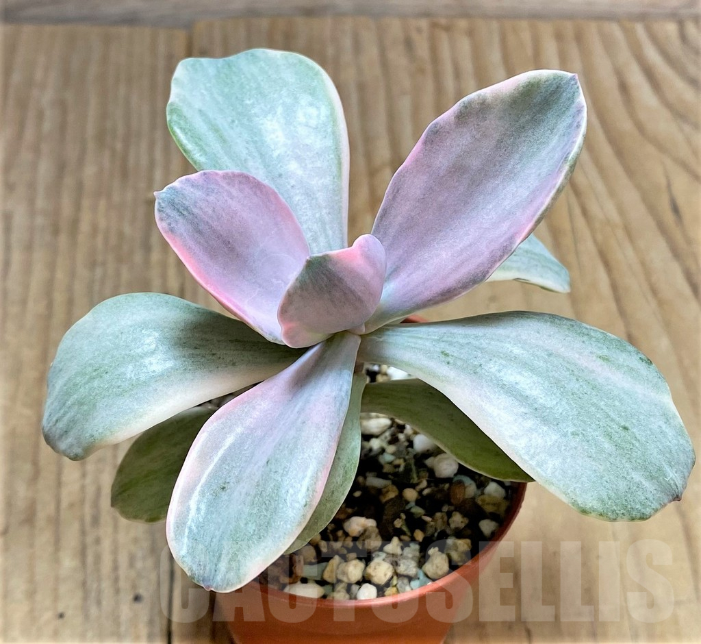 SHPR34667 Echeveria 'Decora'