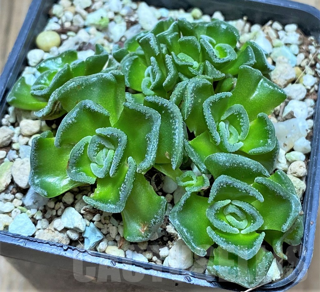 SHPR34669 Crassula susannae f. minima - Image 2