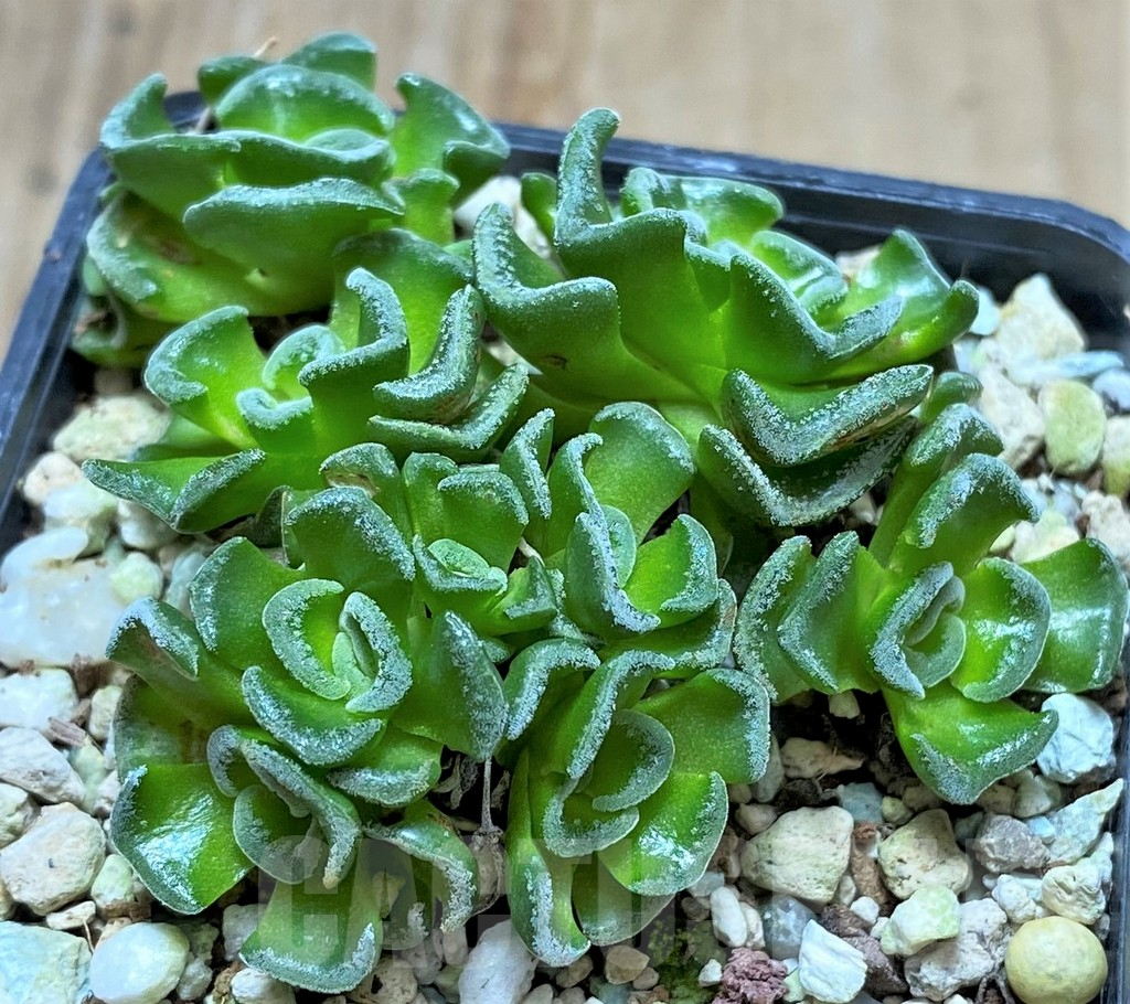 SHPR34669 Crassula susannae f. minima