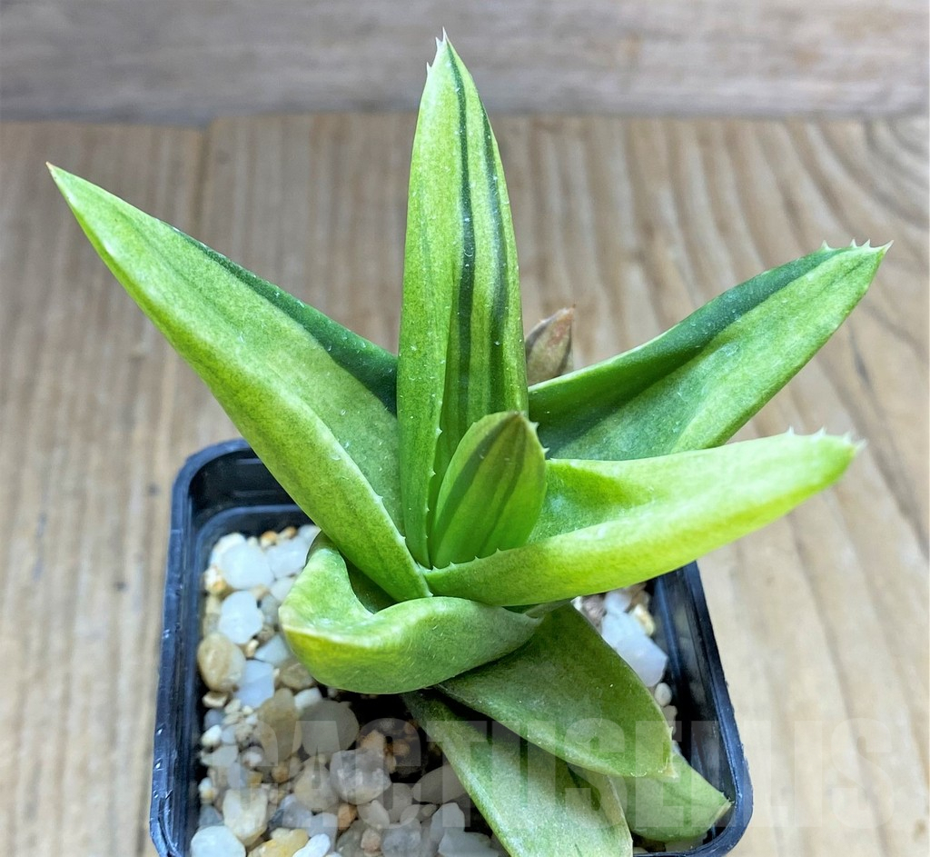 SHPR34670 Alworthia 'Black Gem' - Obrázek 2