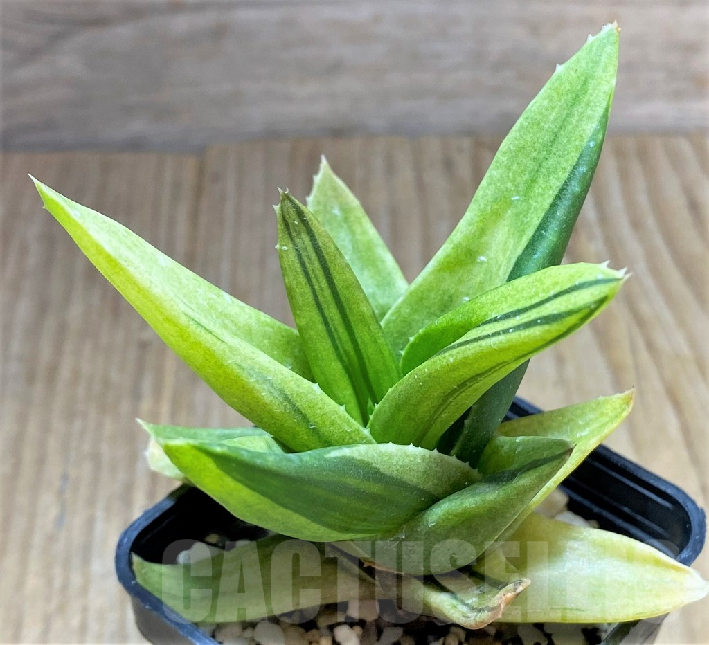 SHPR34670 Alworthia 'Black Gem'