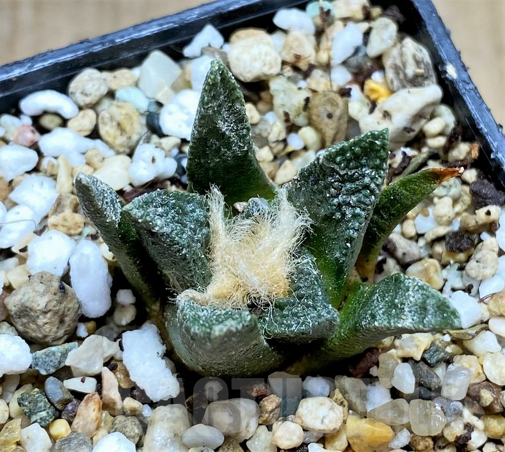 SHPR34674 Ariocarpus scapharostrus