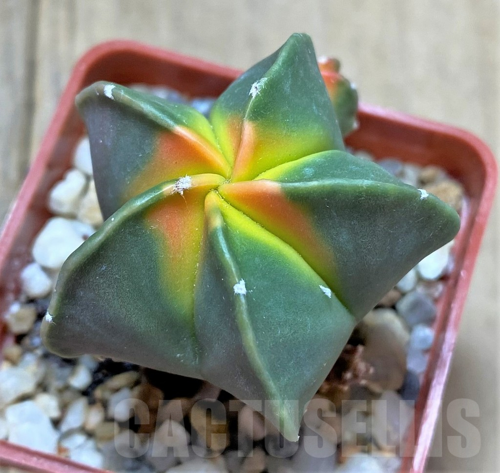 SHPR34679 Astrophytum myriostigma 'Kikko' f. variegata