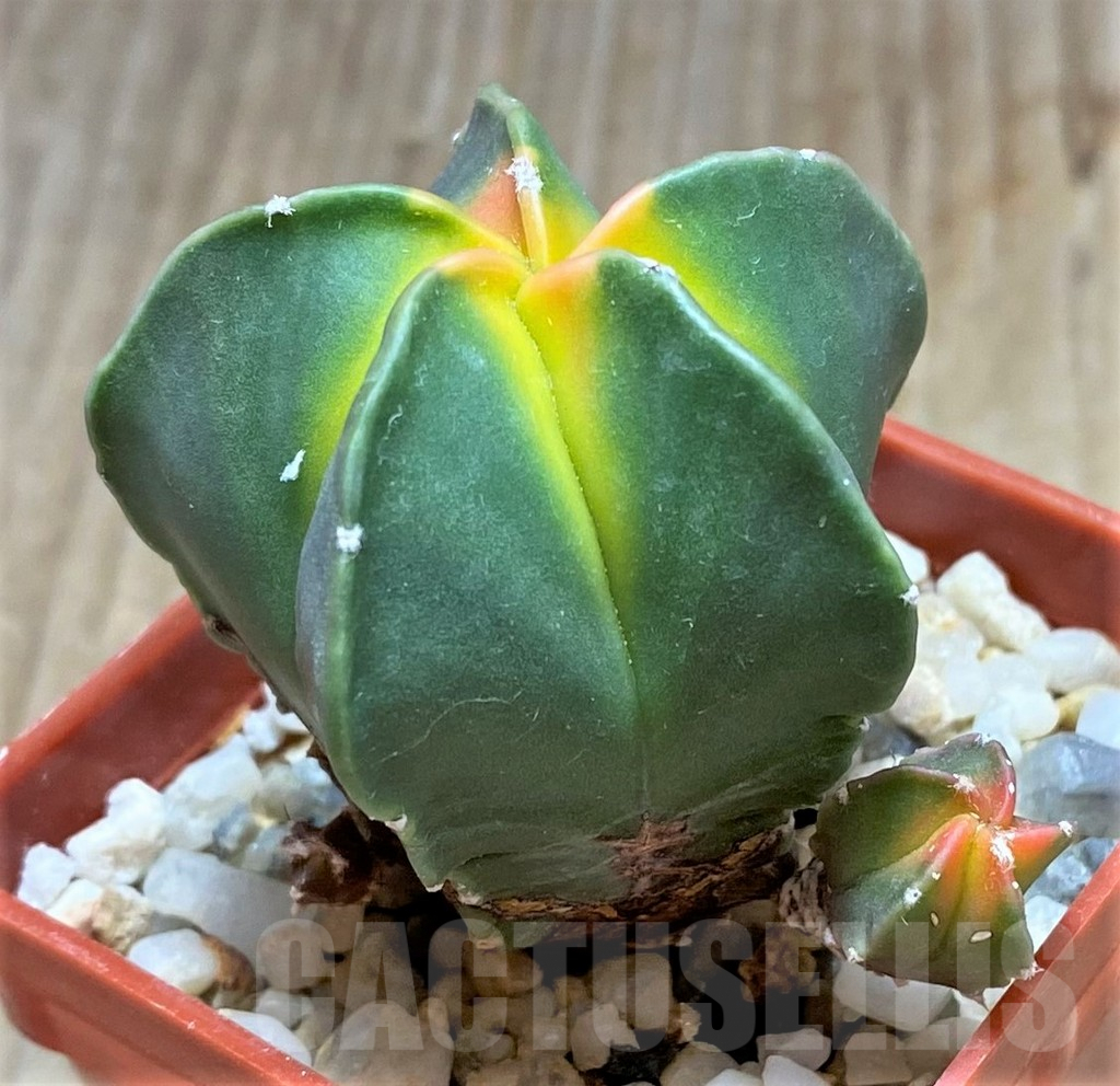 SHPR34679 Astrophytum myriostigma 'Kikko' f. variegata - Зображення 2