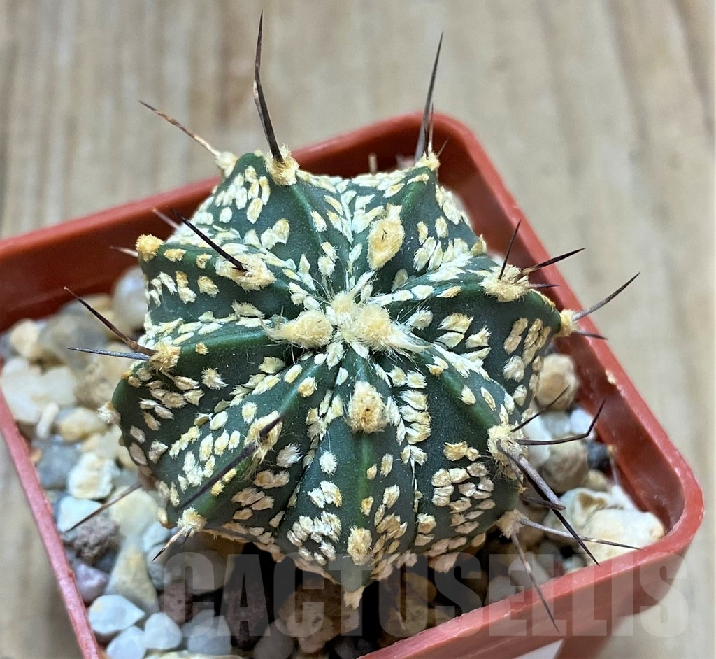 SHPR34680 Astrophytum asterias ‘Super kabuto’ x capricorne v. major - Зображення 2