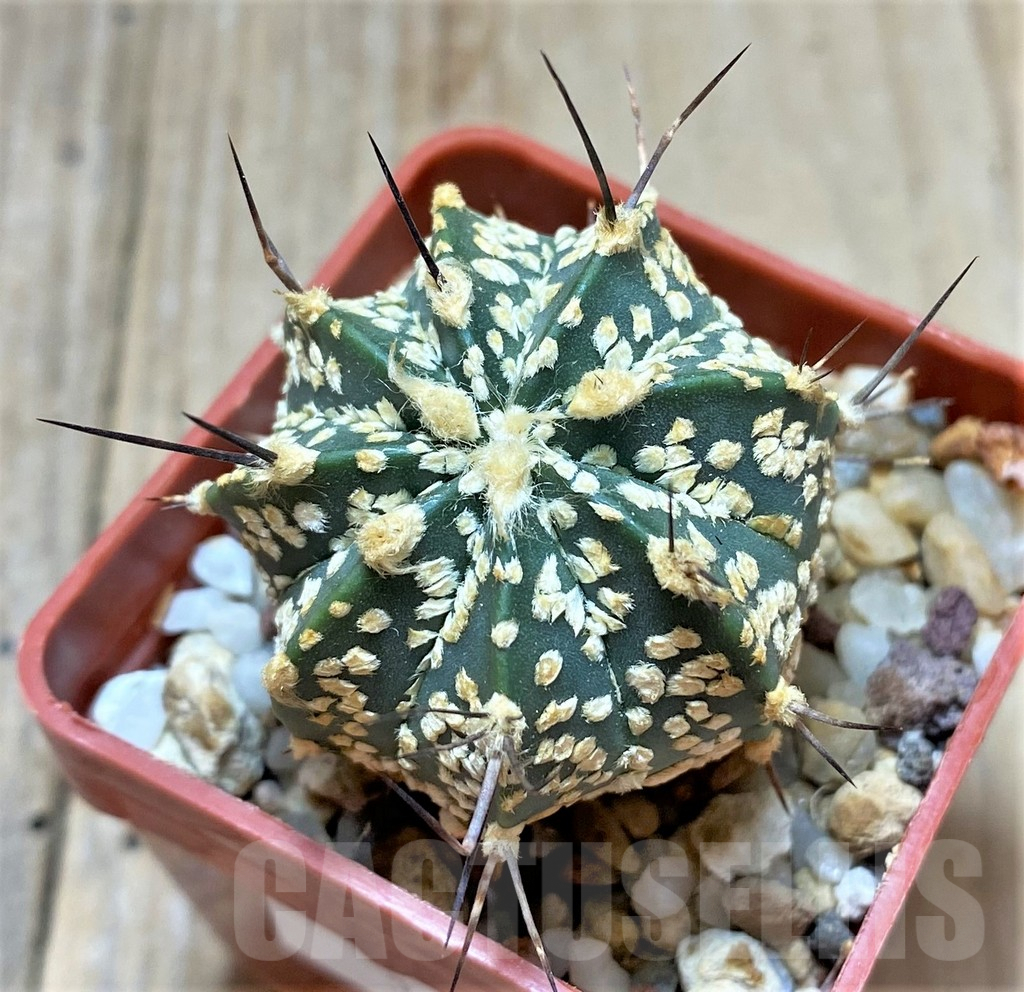 SHPR34680 Astrophytum asterias ‘Super kabuto’ x capricorne v. major