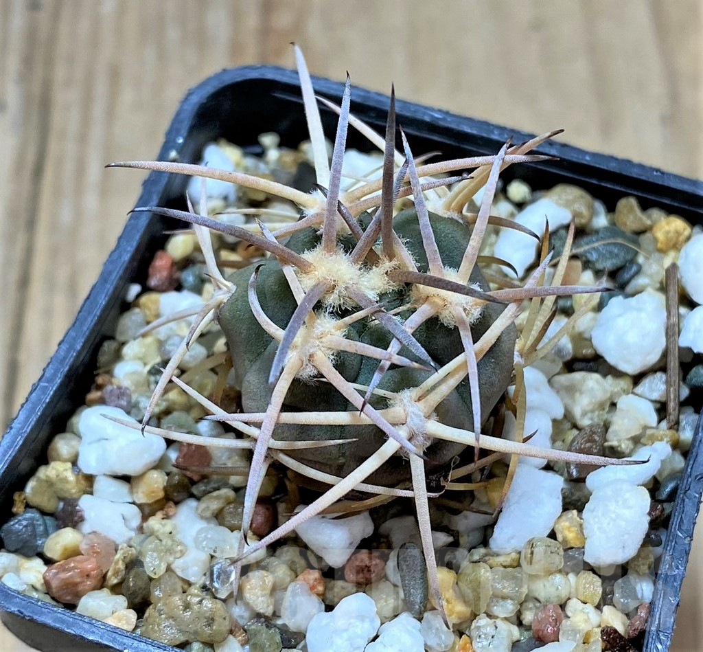 SHPR34683 Gymnocalycium pugionacanthum – Image 2