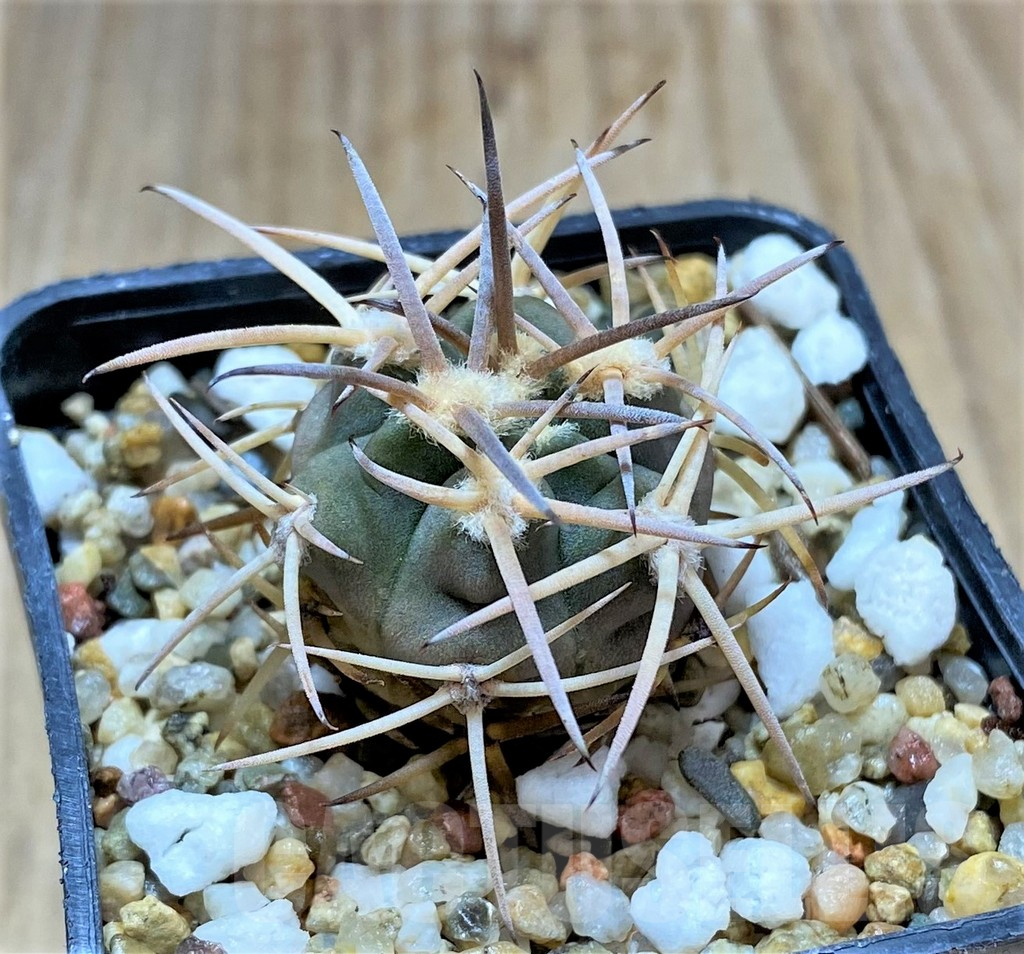 SHPR34683 Gymnocalycium pugionacanthum