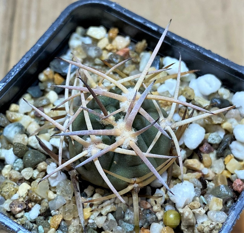 SHPR34684 Gymnocalycium pugionacanthum - Зображення 2