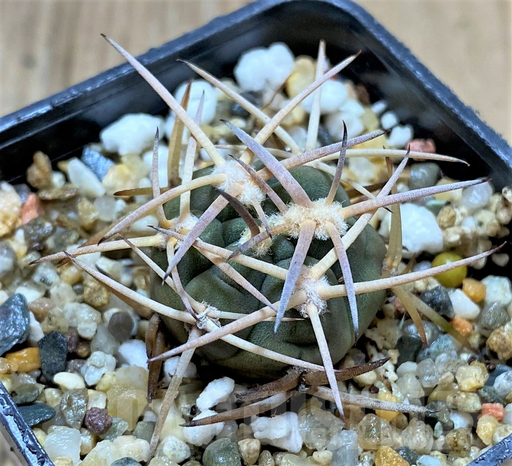 SHPR34684 Gymnocalycium pugionacanthum