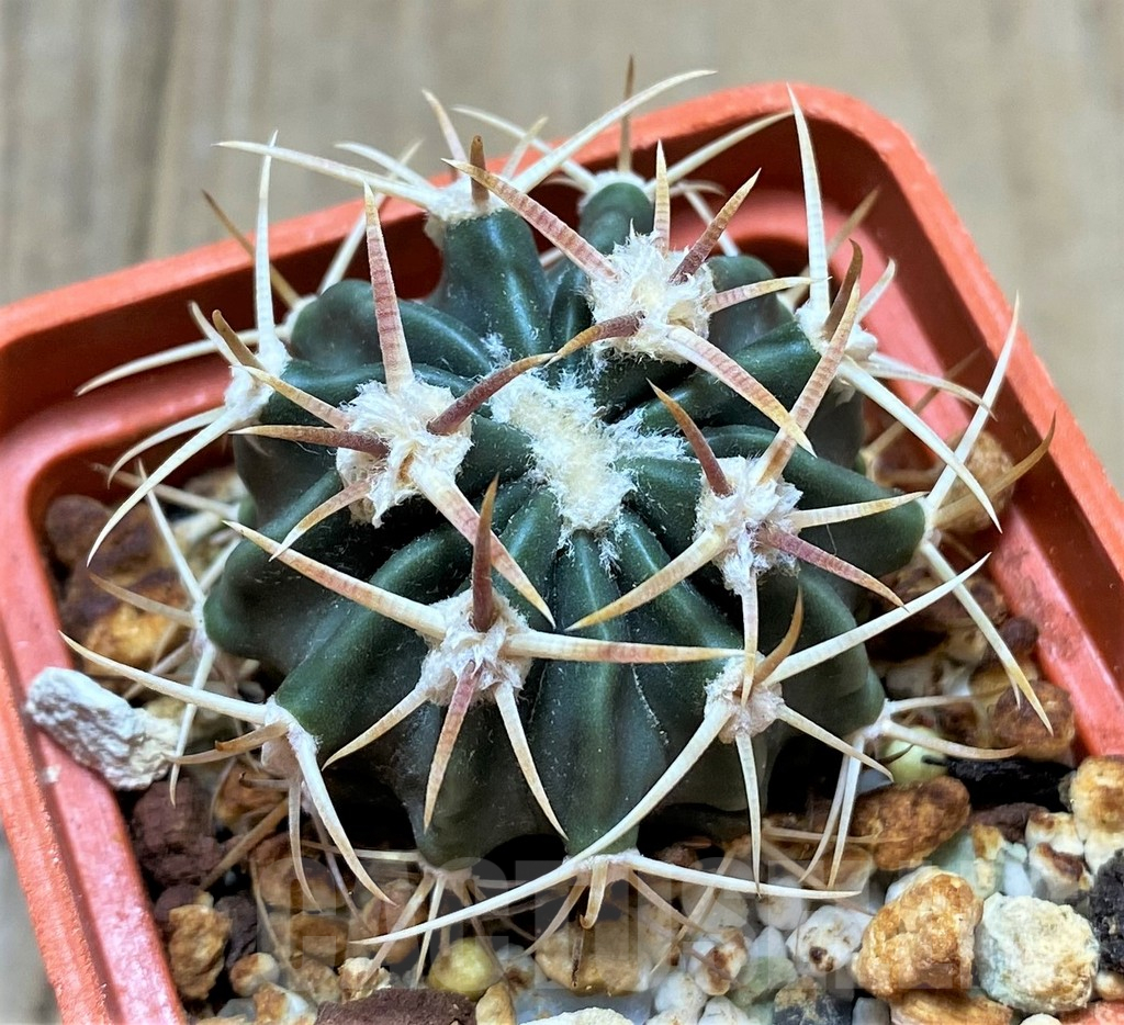 SHPR34685 Echinocactus texensis