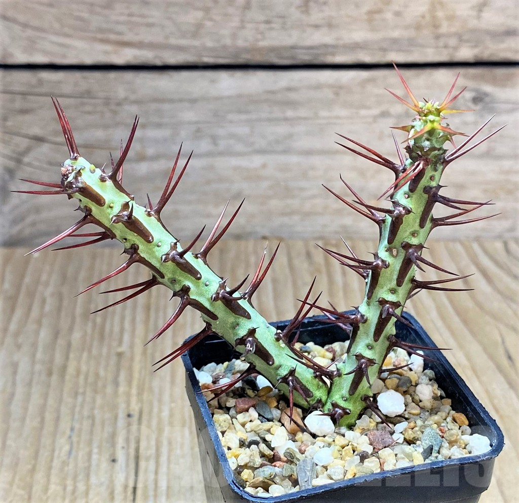 SHPR34686 Euphorbia aeruginosa v. major