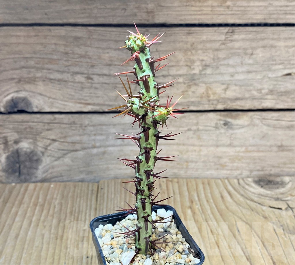 SHPR34687 Euphorbia aeruginosa v. major - Image 2