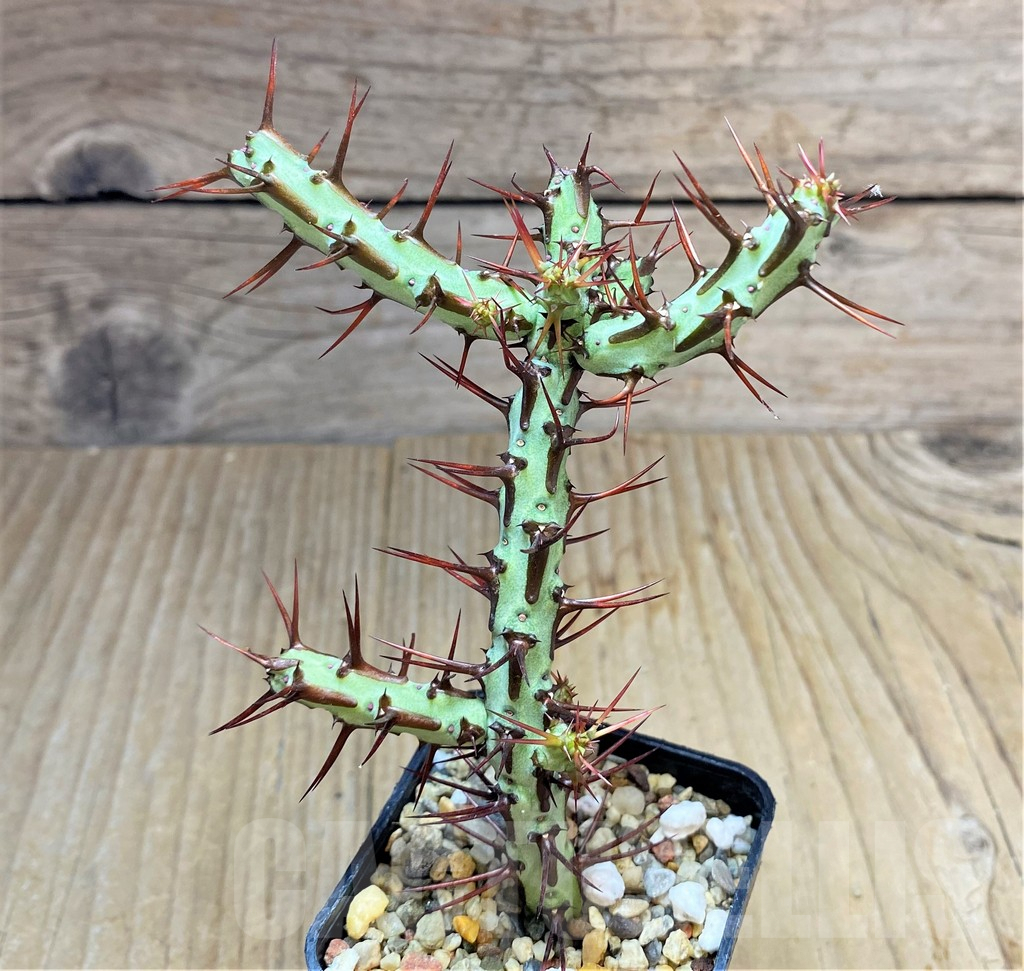 SHPR34688 Euphorbia aeruginosa v. major - Image 2