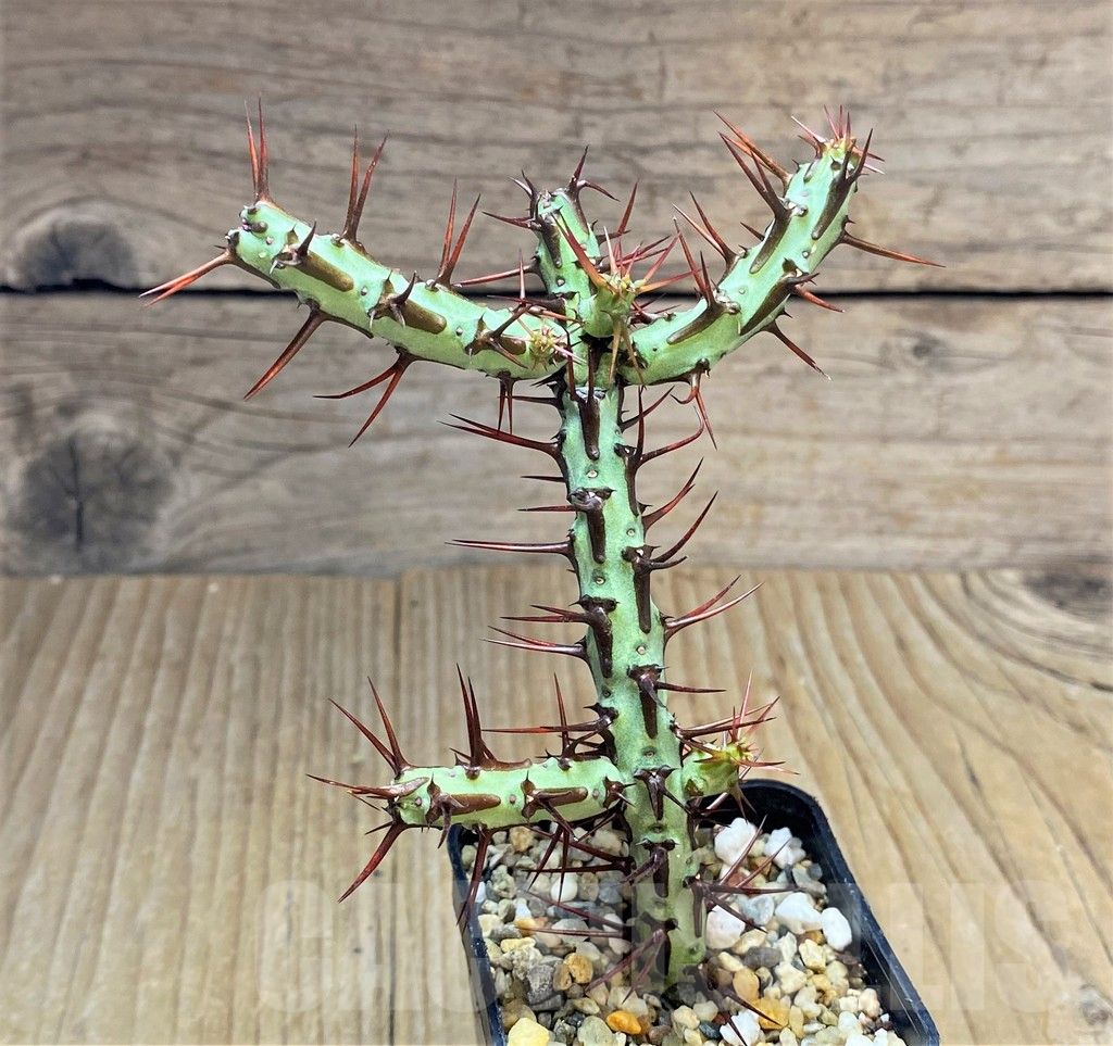 SHPR34688 Euphorbia aeruginosa v. major