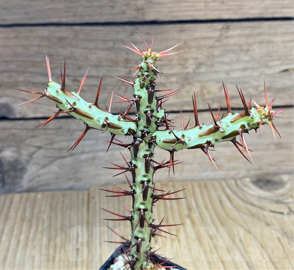 SHPR34689 Euphorbia aeruginosa v. major