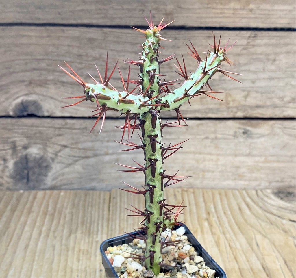 SHPR34689 Euphorbia aeruginosa v. major - Image 2