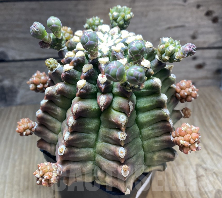 VVG34690 Gymnocalycium michanovichii 'Transformer' - immagine 3