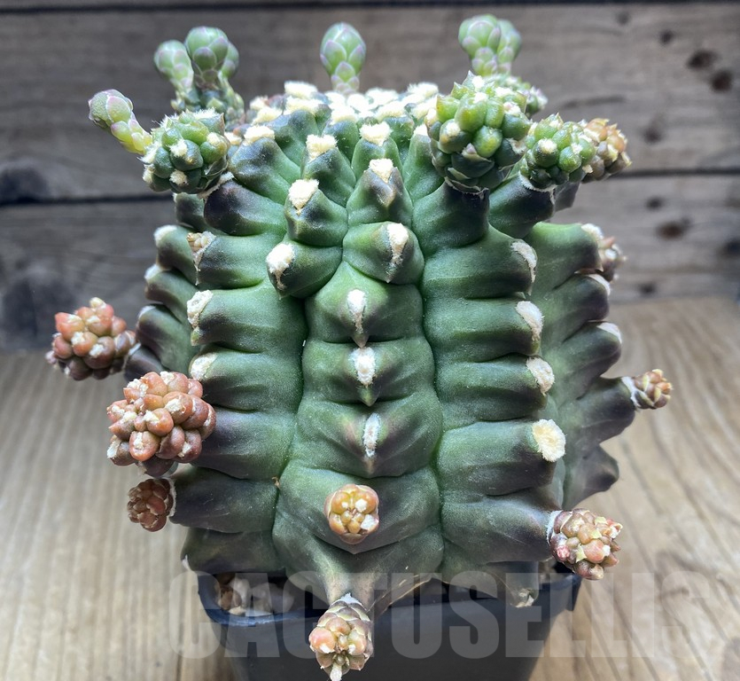 VVG34690 Gymnocalycium michanovichii 'Transformer' - immagine 2