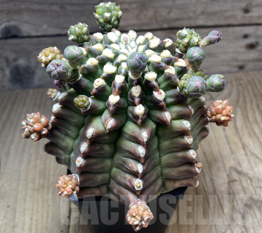 VVG34690 Gymnocalycium michanovichii 'Transformer'