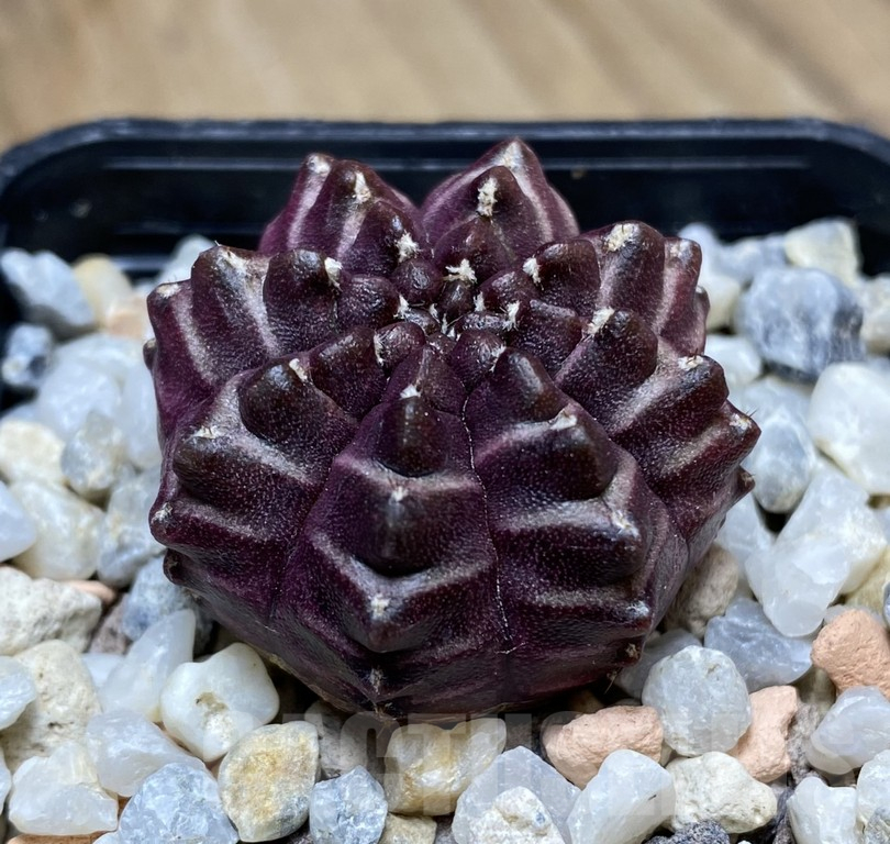 VVG34691 Gymnocalycium michanovichii 'Days Dreams' seedling