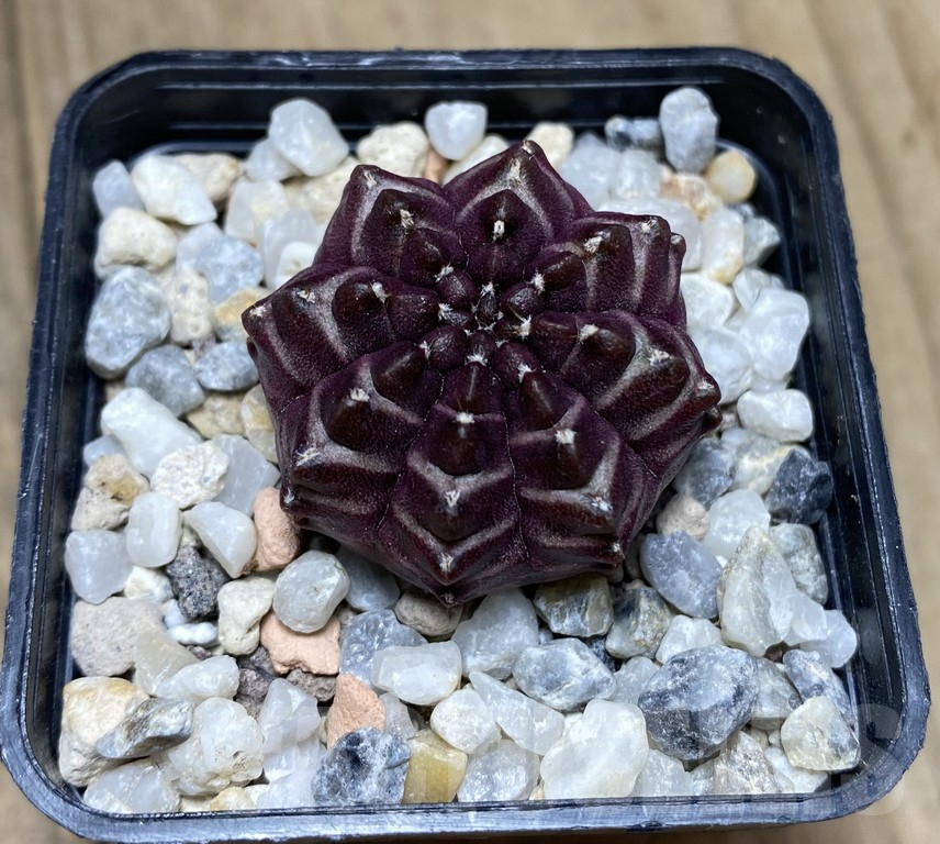 VVG34691 Gymnocalycium michanovichii 'Days Dreams' seedling - Image 2