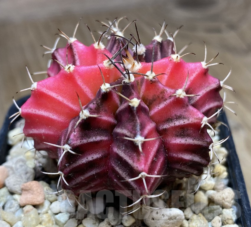 VVG34692 Gymnocalycium michanovichii f.variegata seedling