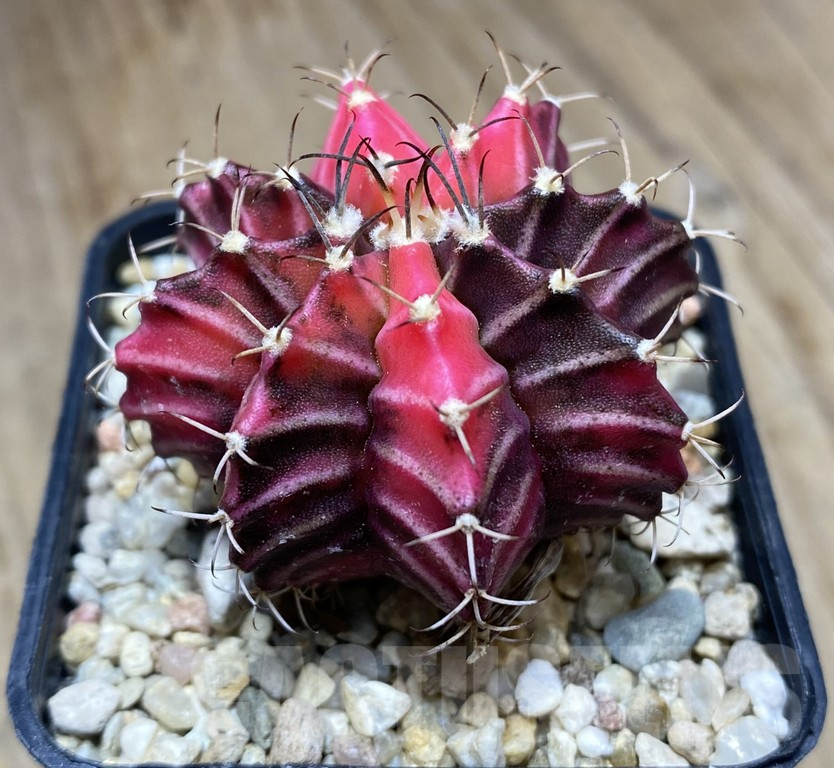 VVG34692 Gymnocalycium michanovichii f.variegata seedling - Image 2