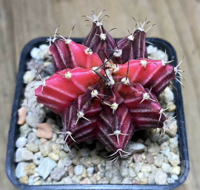 VVG34692 Gymnocalycium michanovichii f.variegata seedling - Image 3