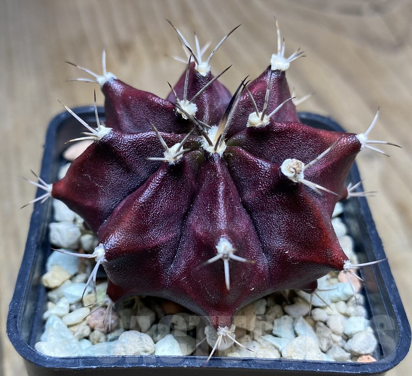 VVG34693 Gymnocalycium michanovichii 'Violet' seedling