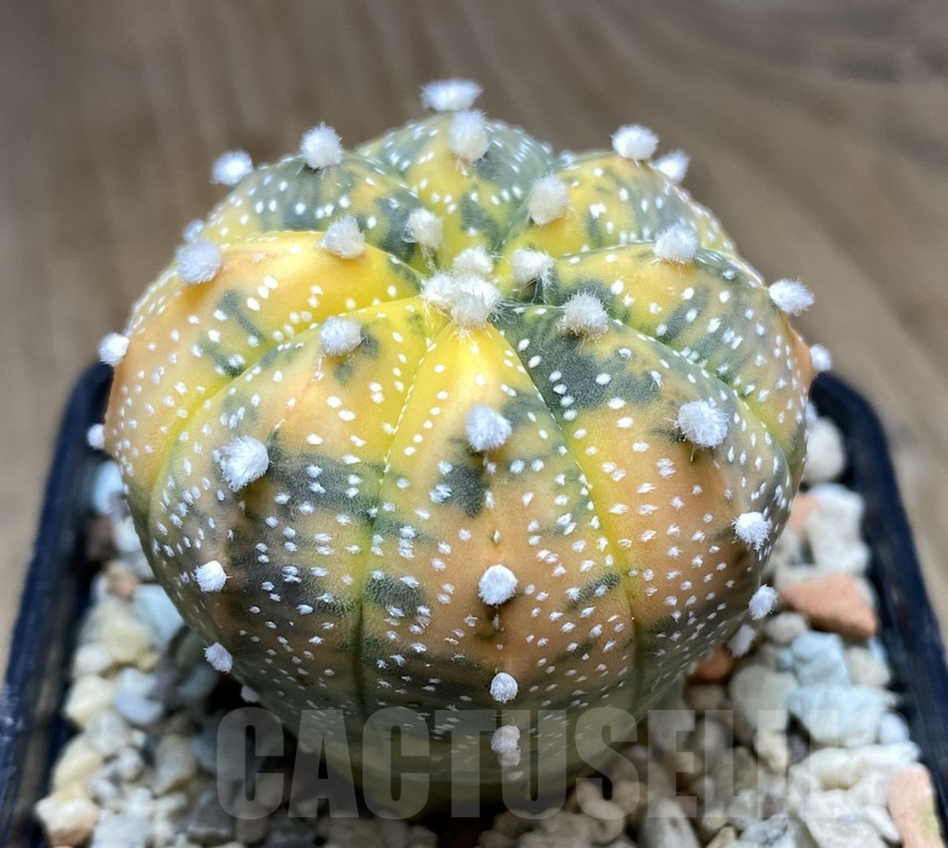 VVG34694 Astrophytum asterias f.variegata