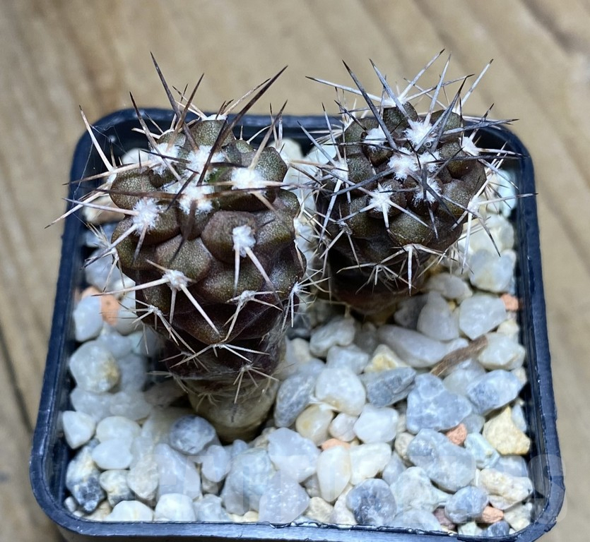 VVG34700 Copiapoa fiedleriana -Huasco- 2 seedling own roots