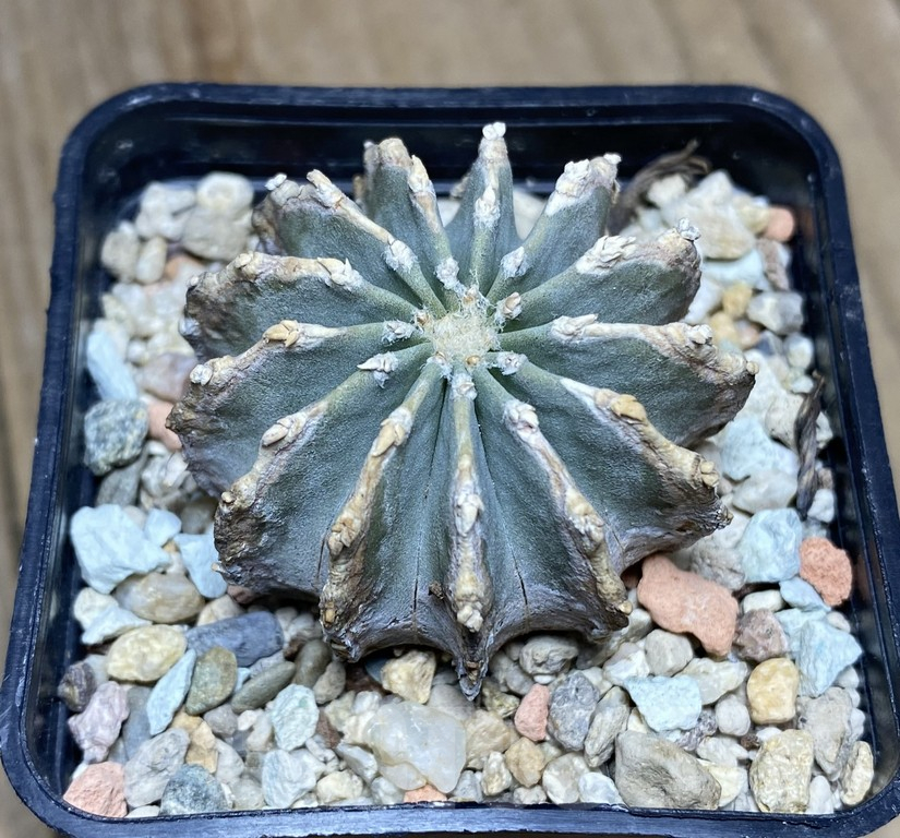 VVG34701 Geohintonia mexicana seedling own roots