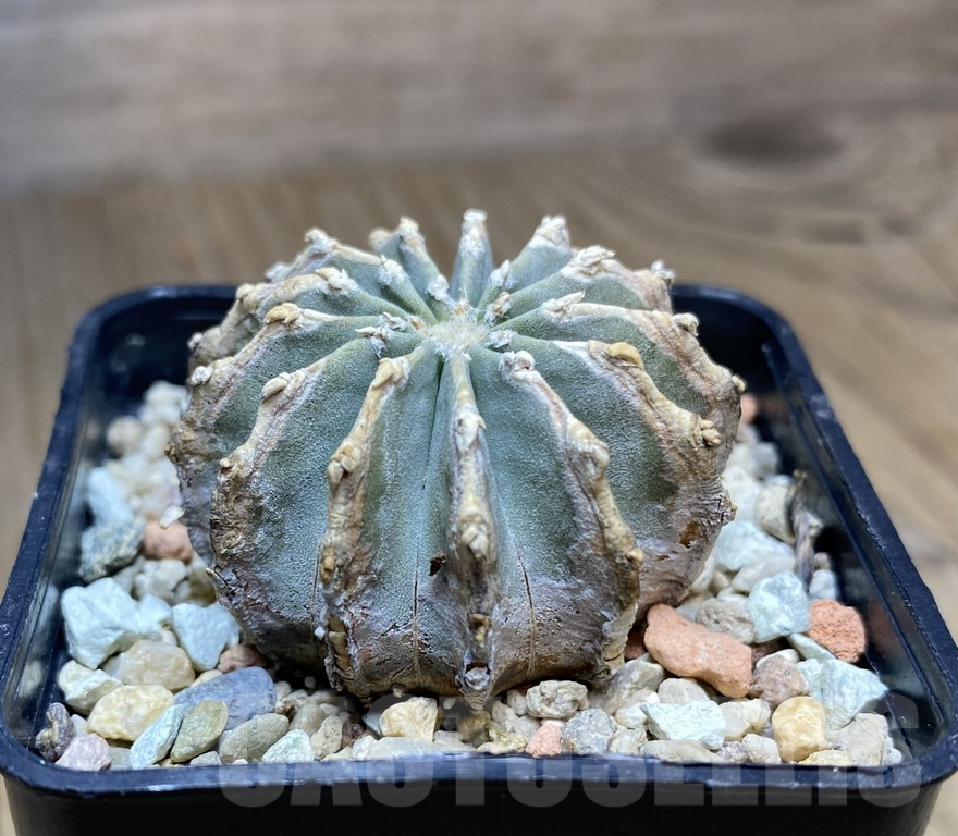 VVG34701 Geohintonia mexicana seedling own roots - Image 2