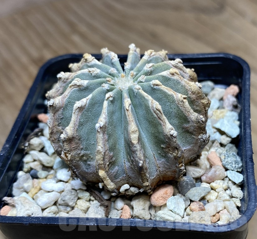 VVG34701 Geohintonia mexicana seedling own roots - Image 3