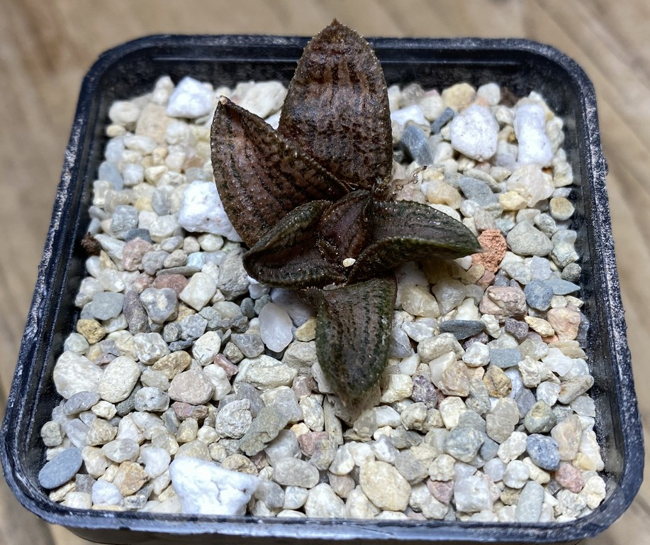VVG34708 Haworthia ‘Kintaikyo’ x koelmaniorum seedling - Image 2