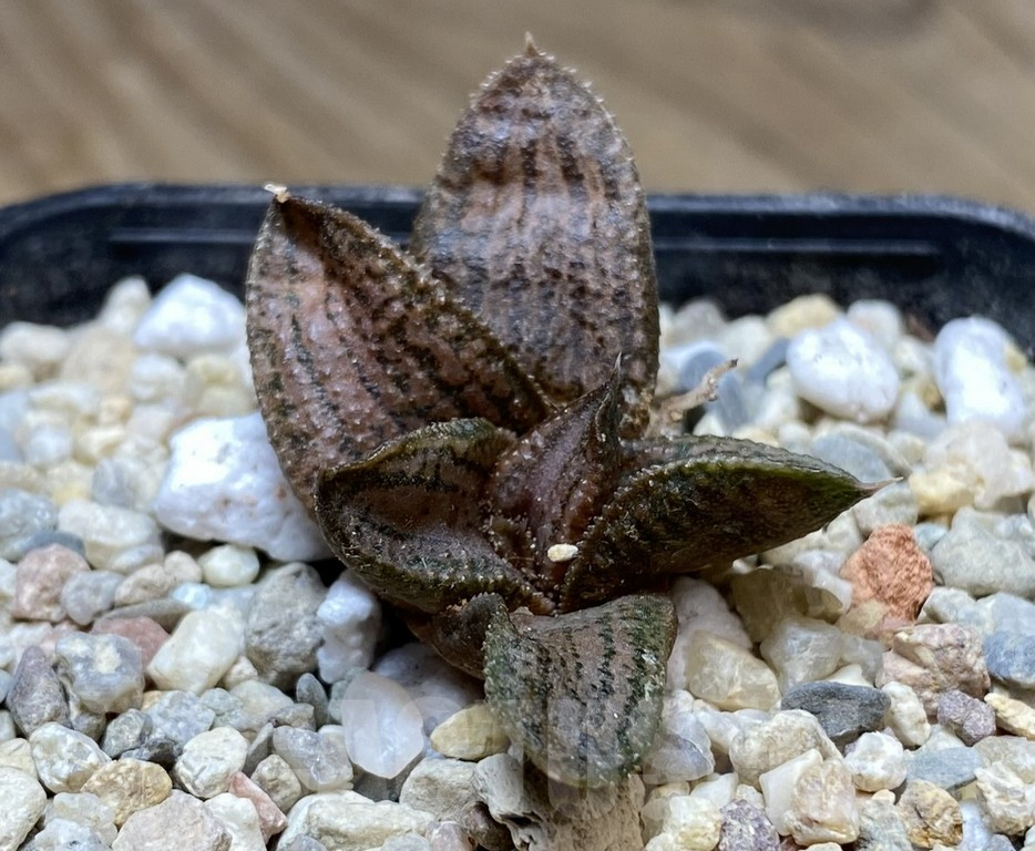 VVG34708 Haworthia ‘Kintaikyo’ x koelmaniorum seedling