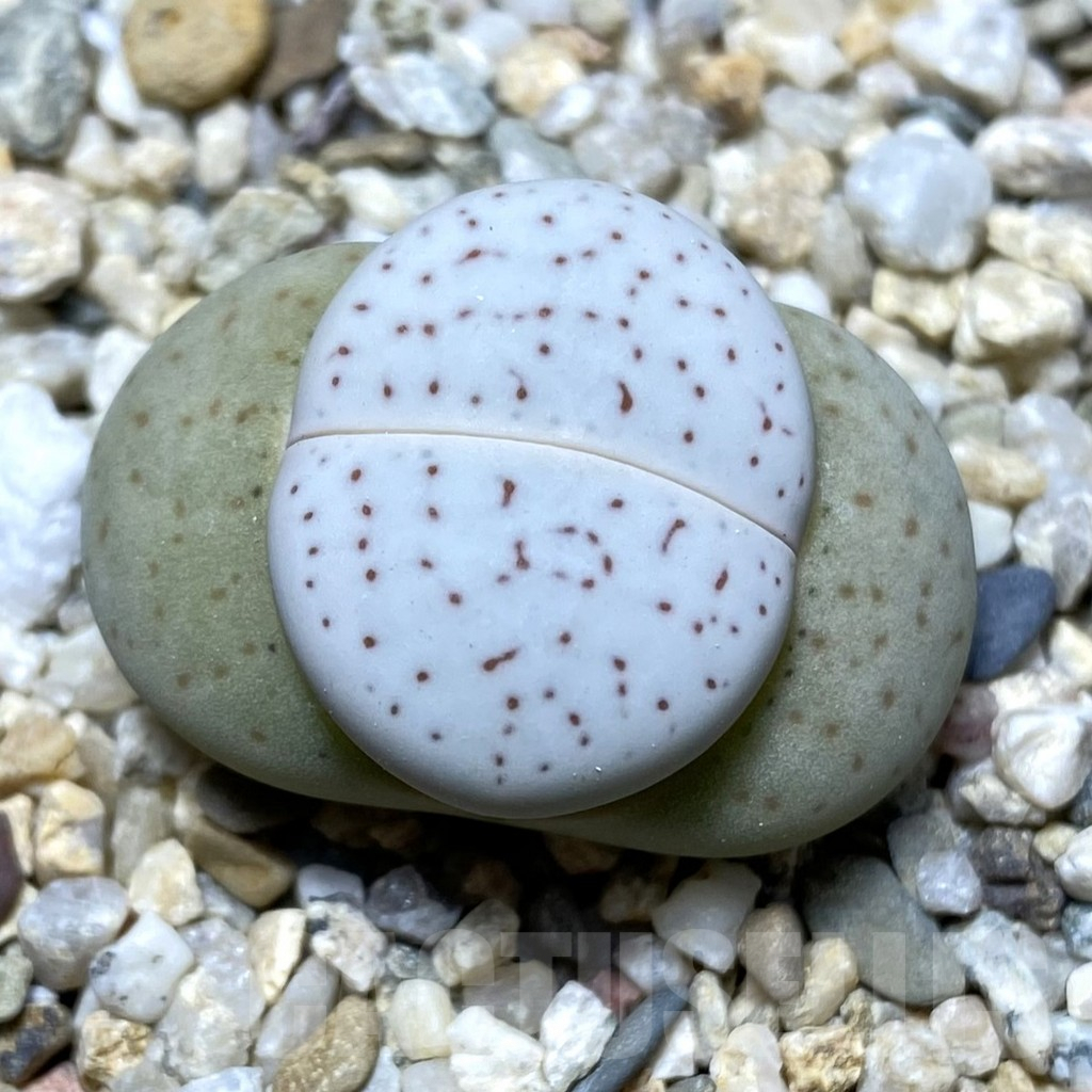 SHPR34721 Dinteranthus vanzylii