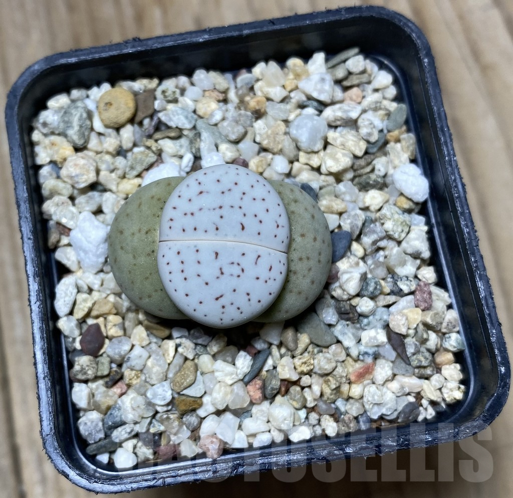 SHPR34721 Dinteranthus vanzylii - 画像 (2)