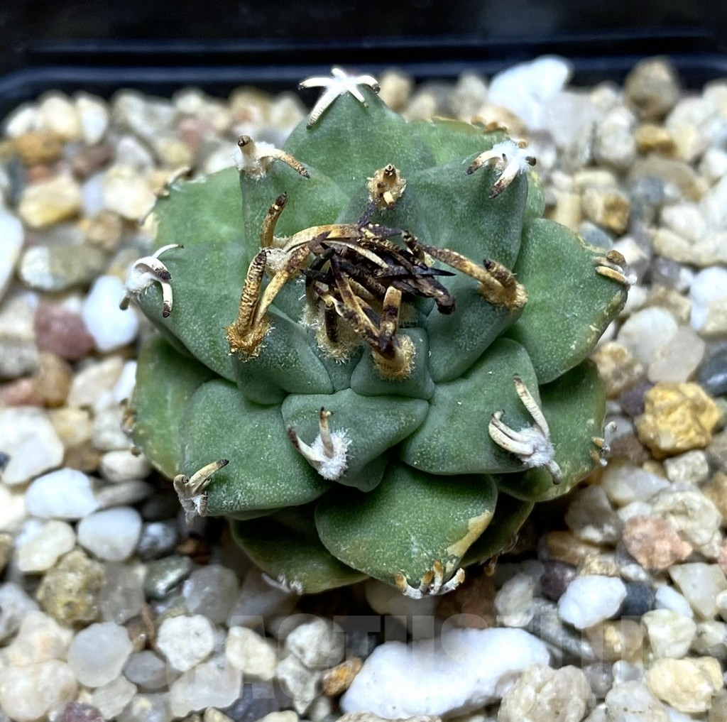 SHPR34722 Turbinicarpus alonsoi