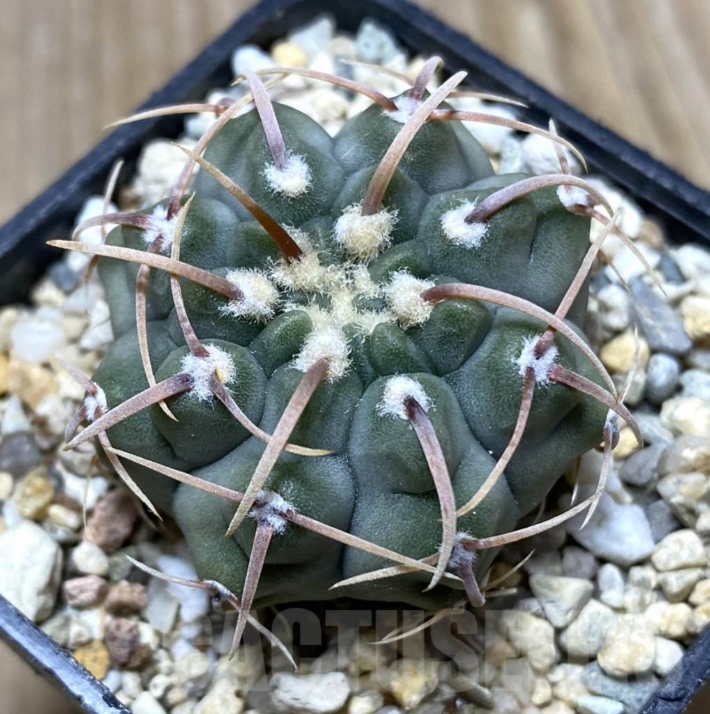 SHPR34723 Gymnocalycium vatteri selection
