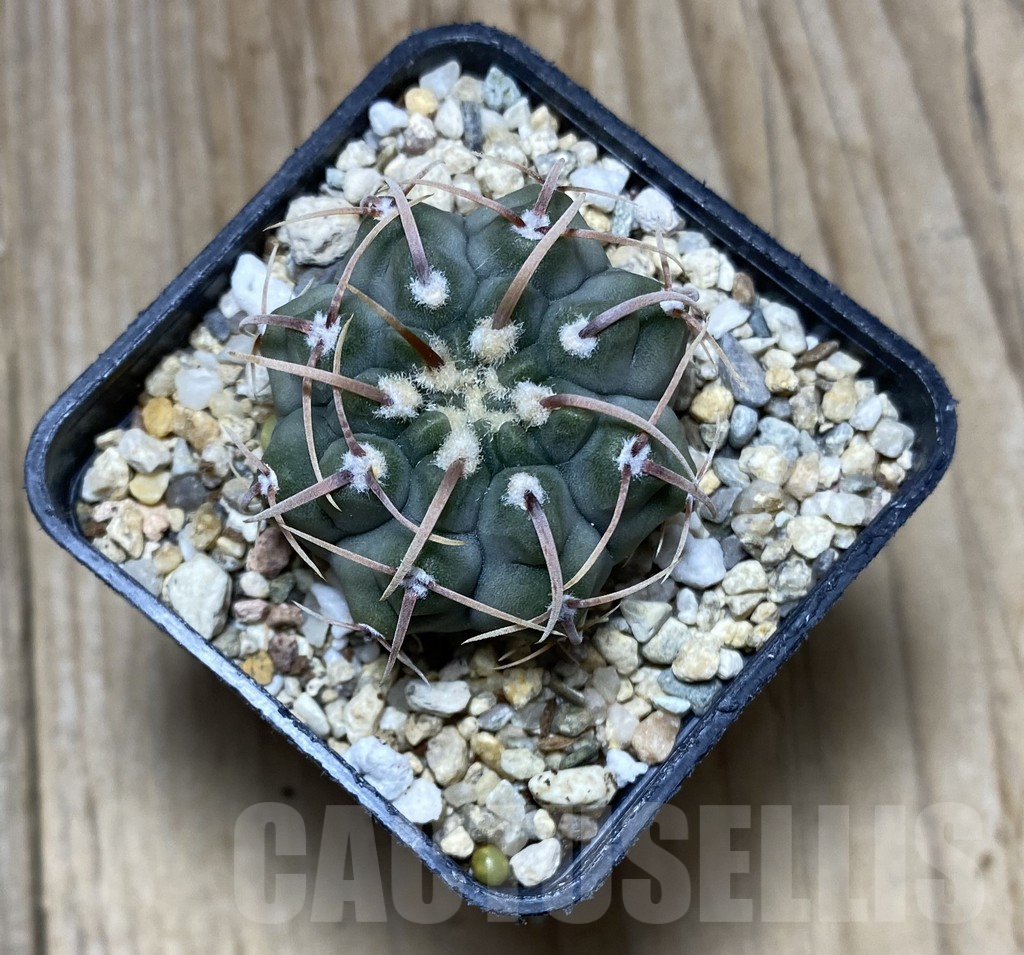 SHPR34723 Gymnocalycium vatteri selection - 画像 (2)