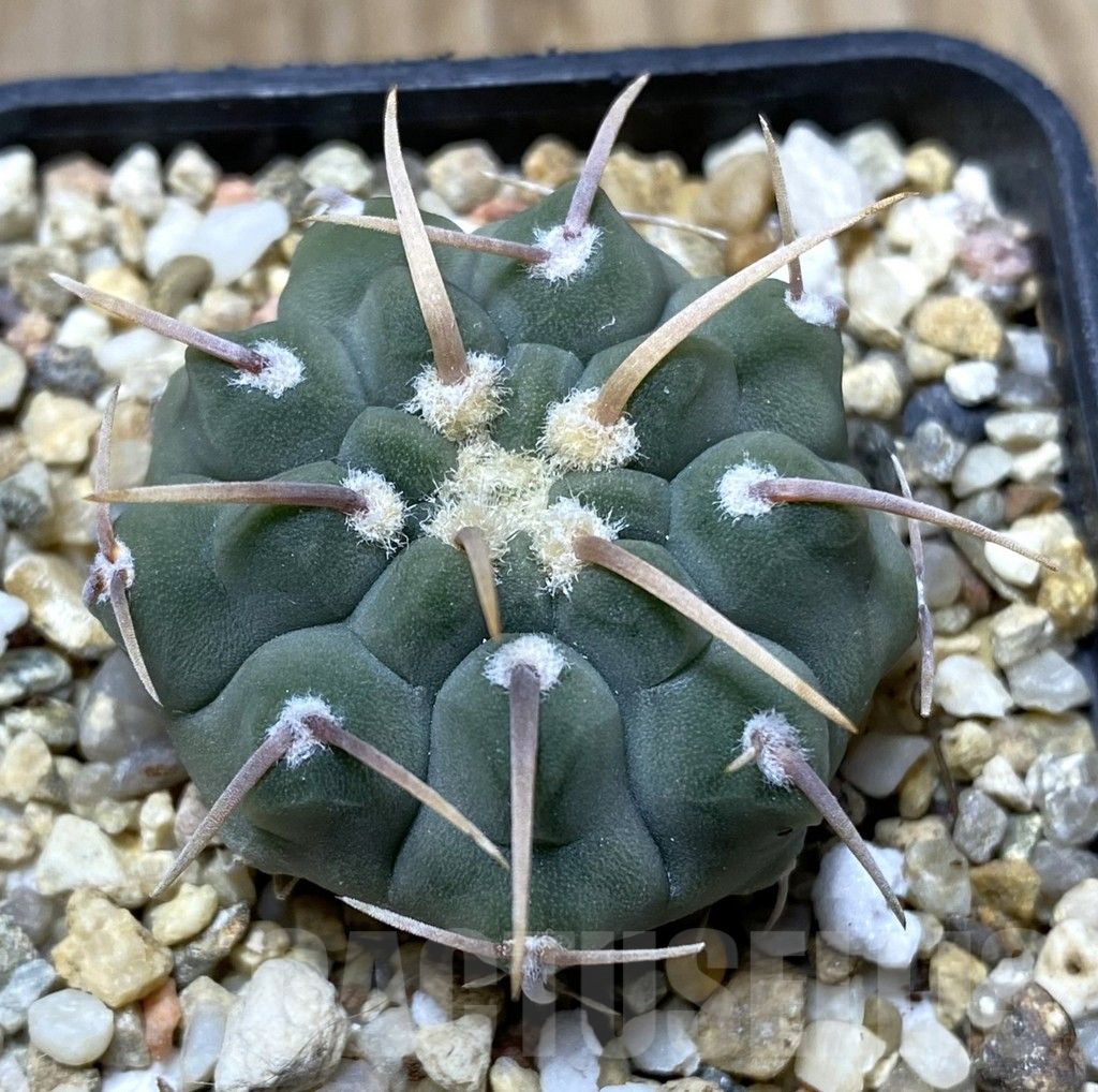 SHPR34724 Gymnocalycium vatteri selection