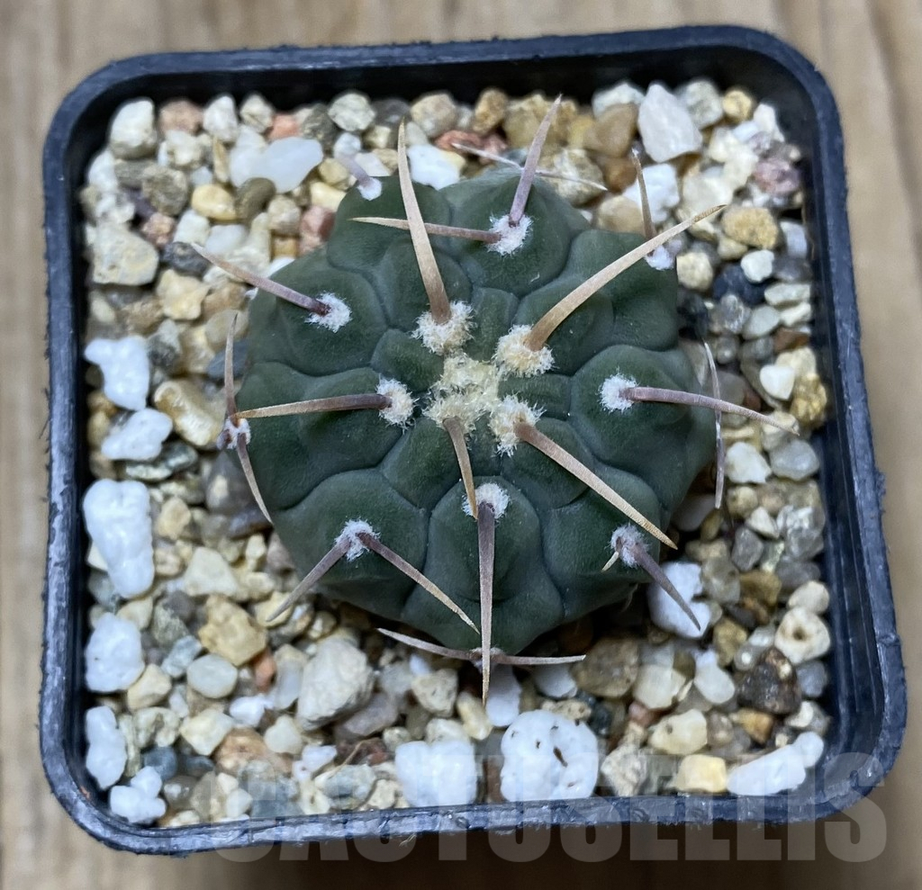 SHPR34724 Gymnocalycium vatteri selection - Image 2