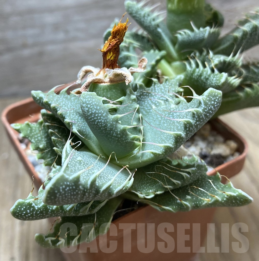 SHPR34727 Faucaria tuberculosa