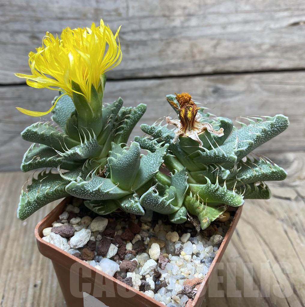 SHPR34727 Faucaria tuberculosa - Зображення 2