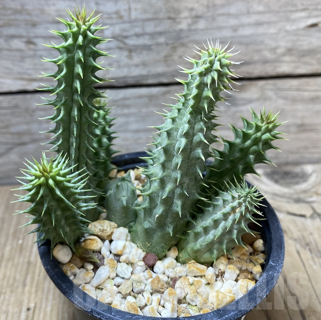 SHPR34728 Huernia schneideriana ‘Red Dragon’ - Image 2