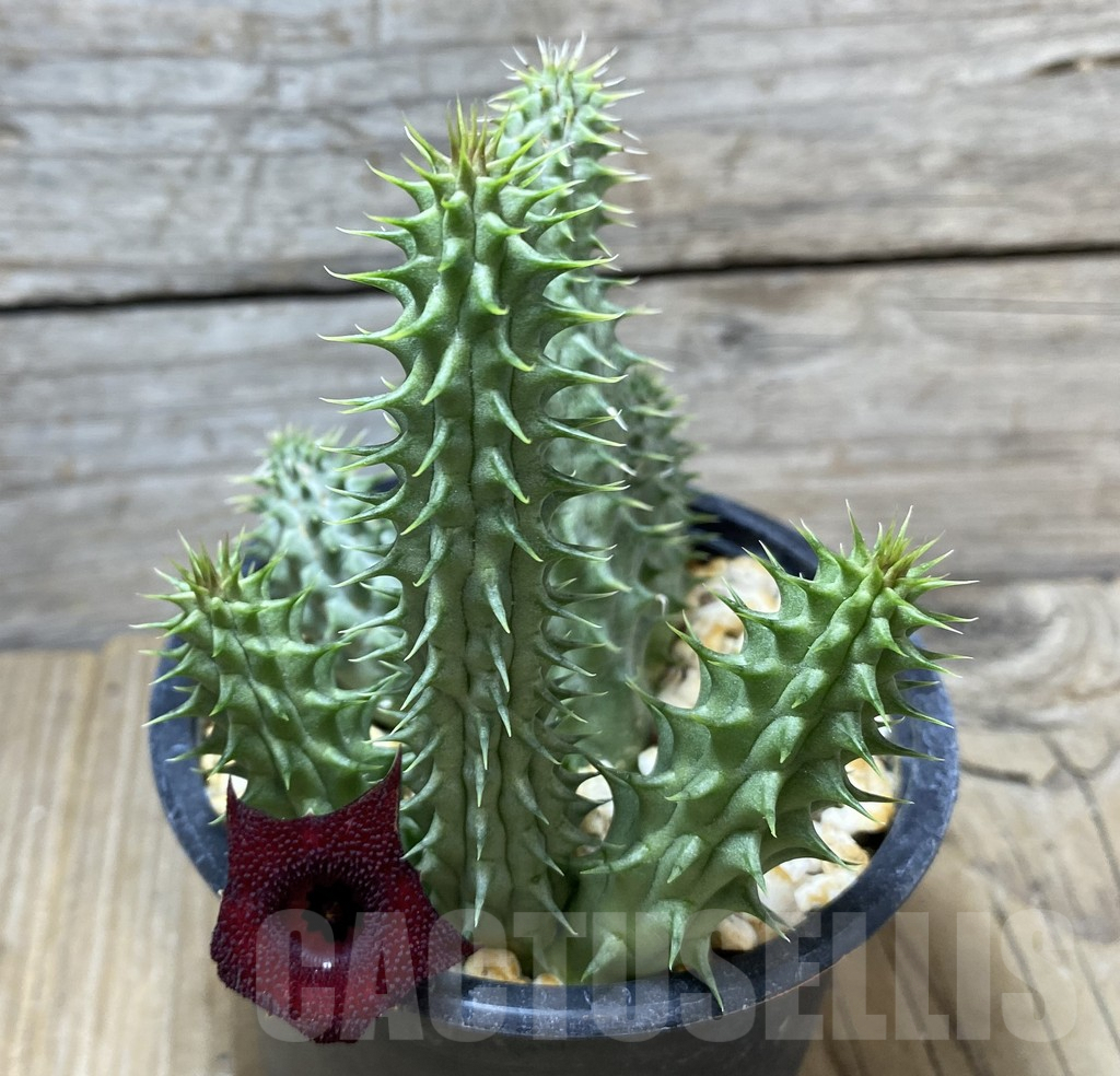 SHPR34728 Huernia schneideriana ‘Red Dragon’ - Image 3