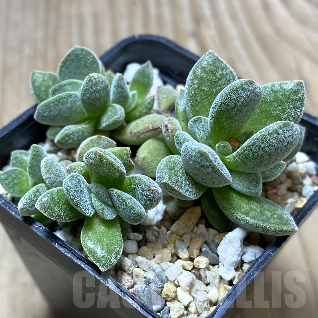 SHPR34730 Crassula deltoidea