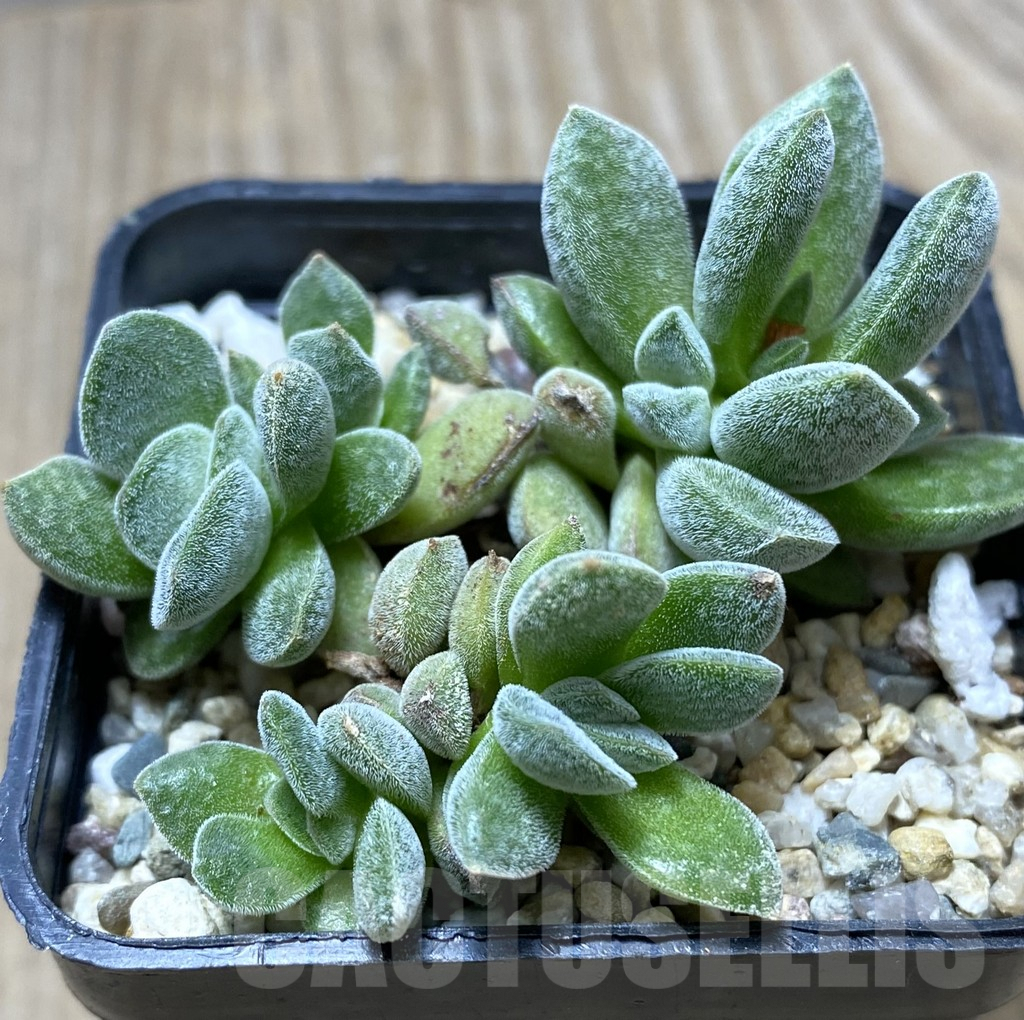 SHPR34730 Crassula deltoidea - Image 2
